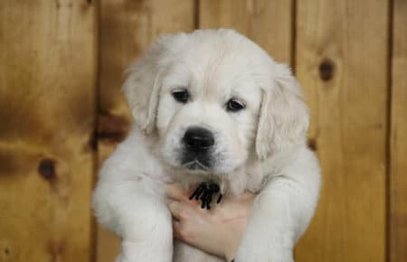 MARILYN CUCCIOLO MASCHIO COLLARINO NERO GOLDEN RETRIEVER SAN NICOLO 5199