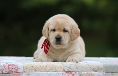 LILLY CUCCIOLA FEMMINA DI LABRADOR SAN NICOLO 4538