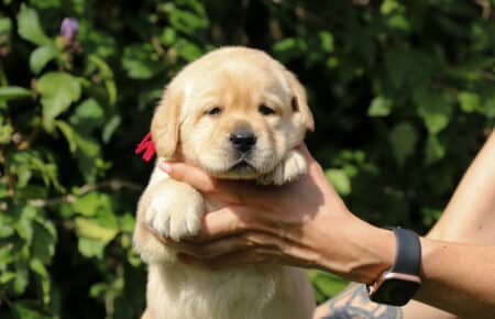 LILLY FEMMINA DI LABRADOR 4521