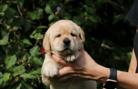 LILLY FEMMINA LABRADOR 4522