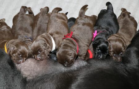 DIAMANTE CUCCIOLI DI LABRADOR NERI E CHOCOLATE SAN NICOLO 5178