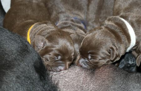 DIAMANTE CUCCIOLI DI LABRADOR NERI E CHOCOLATE SAN NICOLO 5179