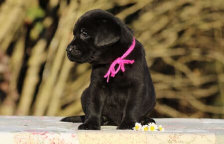DIAMANTE CUCCIOLO DI LABRADOR CHOCOLATE SAN NICOLO 6037