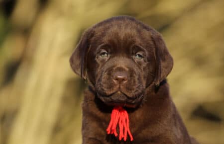 DIAMANTE CUCCIOLO DI LABRADOR CHOCOLATE SAN NICOLO 6049