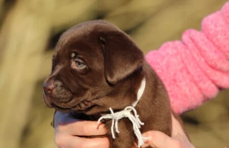 DIAMANTE CUCCIOLO DI LABRADOR CHOCOLATE SAN NICOLO 6055