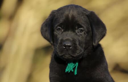 DIAMANTE CUCCIOLO DI LABRADOR CHOCOLATE SAN NICOLO 6059