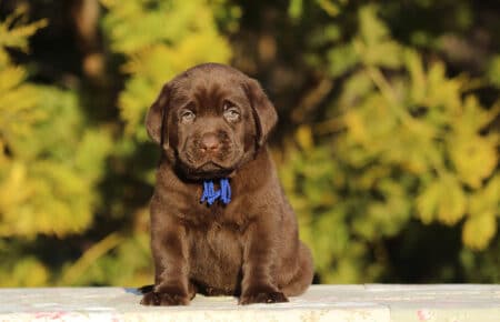 DIAMANTE CUCCIOLO DI LABRADOR CHOCOLATE SAN NICOLO 6071