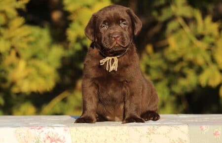 DIAMANTE CUCCIOLO DI LABRADOR CHOCOLATE SAN NICOLO 6077