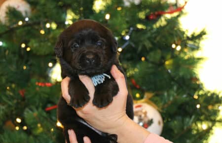 DIAMANTE CUCCIOLO MASCHIO LABRADOR RETRIEVER SAN NICOLO 5652