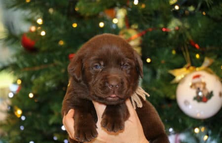 DIAMANTE CUCCIOLO MASCHIO LABRADOR RETRIEVER SAN NICOLO 5665