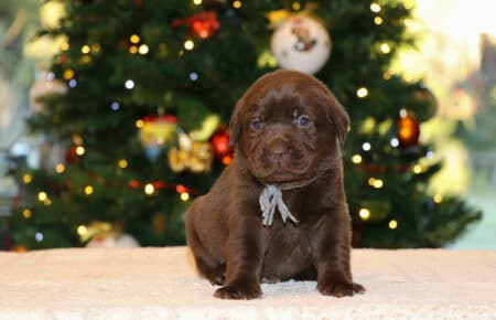 DIAMANTE CUCCIOLO MASCHIO LABRADOR RETRIEVER SAN NICOLO 5668