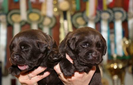 MOKA CUCCIOLI DI LABRADOR CHOCOLATE SAN NICOLO 5608