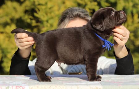 MOKA CUCCIOLO DI LABRADOR CHOCOLATE SAN NICOLO 5860