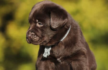 MOKA CUCCIOLO DI LABRADOR CHOCOLATE SAN NICOLO 5866
