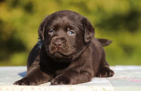 MOKA CUCCIOLO DI LABRADOR CHOCOLATE SAN NICOLO 5871