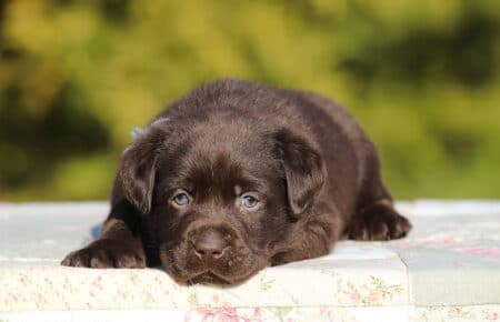 MOKA CUCCIOLO DI LABRADOR CHOCOLATE SAN NICOLO 5873