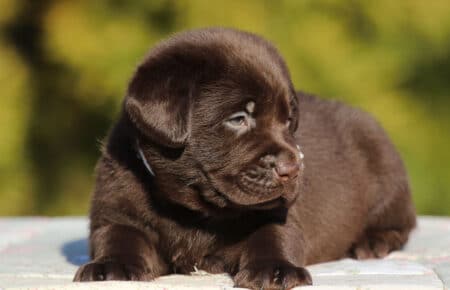 MOKA CUCCIOLO DI LABRADOR CHOCOLATE SAN NICOLO 5886