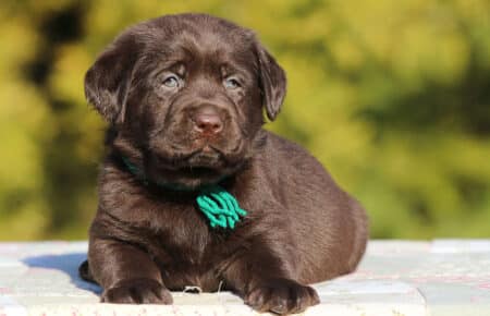 MOKA CUCCIOLO DI LABRADOR CHOCOLATE SAN NICOLO 5908