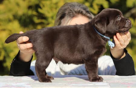 MOKA CUCCIOLO DI LABRADOR CHOCOLATE SAN NICOLO 5923