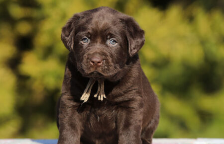 MOKA CUCCIOLO DI LABRADOR CHOCOLATE SAN NICOLO 5926