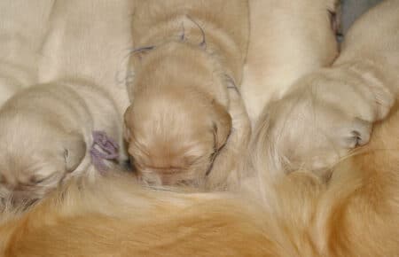 PEPITAS CUCCIOLI DI GOLDEN RETRIEVER SAN NICOLO 5568