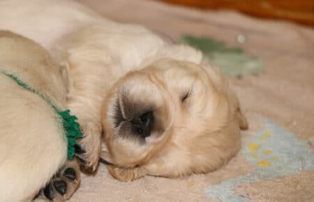 PEPITAS CUCCIOLI DI GOLDEN RETRIEVER SAN NICOLO 5615