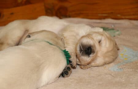 PEPITAS CUCCIOLI DI GOLDEN RETRIEVER SAN NICOLO 5616