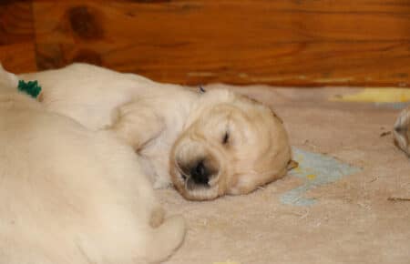 PEPITAS CUCCIOLI DI GOLDEN RETRIEVER SAN NICOLO 5621
