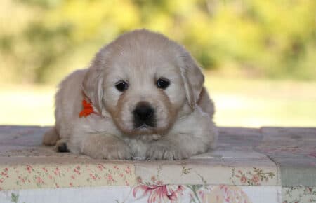 PEPITAS CUCCIOLI GOLDEN RETRIEVER FEMMINA SAN NICOLO 5800