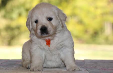 PEPITAS CUCCIOLI GOLDEN RETRIEVER FEMMINA SAN NICOLO 5803