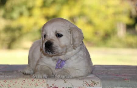 PEPITAS CUCCIOLI GOLDEN RETRIEVER FEMMINA SAN NICOLO 5813