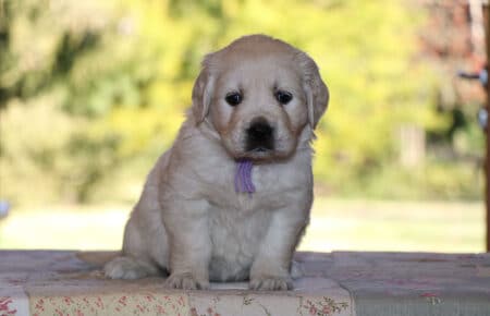 PEPITAS CUCCIOLI GOLDEN RETRIEVER FEMMINA SAN NICOLO 5814
