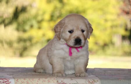 PEPITAS CUCCIOLI GOLDEN RETRIEVER FEMMINA SAN NICOLO 5831