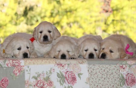 PEPITAS CUCCIOLI GOLDEN RETRIEVER FEMMINE SAN NICOLO 5836