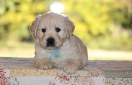 PEPITAS CUCCIOLI GOLDEN RETRIEVER MASCHIO SAN NICOLO 5765