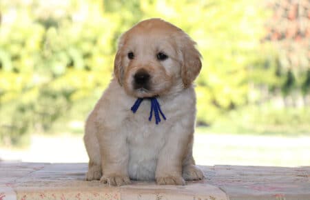 PEPITAS CUCCIOLI GOLDEN RETRIEVER MASCHIO SAN NICOLO 5775