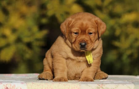 TESSA CUCCIOLI DI LABRADOR FOXRED SAN NICOLO 5952