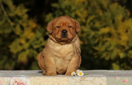 TESSA CUCCIOLI DI LABRADOR FOXRED SAN NICOLO 6005