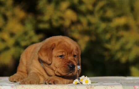 TESSA CUCCIOLI DI LABRADOR FOXRED SAN NICOLO 6013