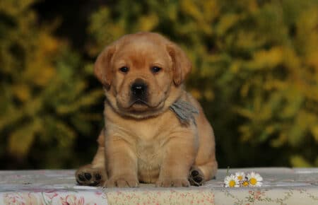 TESSA CUCCIOLI DI LABRADOR FOXRED SAN NICOLO 6018