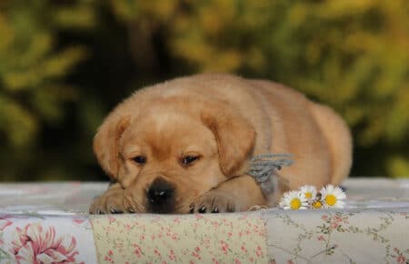 TESSA CUCCIOLI DI LABRADOR FOXRED SAN NICOLO 6020