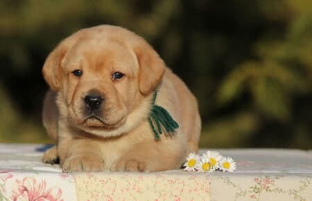 TESSA CUCCIOLI DI LABRADOR FOXRED SAN NICOLO 6028