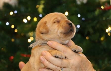 TESSA CUCCIOLI LABRADOR FOXRED SAN NICOLO 5729