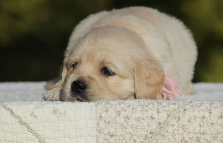 GEMMA CUCCIOLO FEMMINA GOLDEN RETRIEVER SAN NICOLO 6167