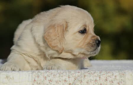 GEMMA CUCCIOLO FEMMINA GOLDEN RETRIEVER SAN NICOLO 6168