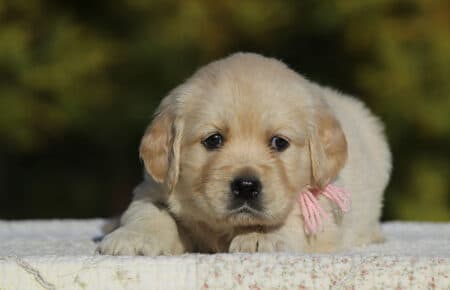 GEMMA CUCCIOLO FEMMINA GOLDEN RETRIEVER SAN NICOLO 6171
