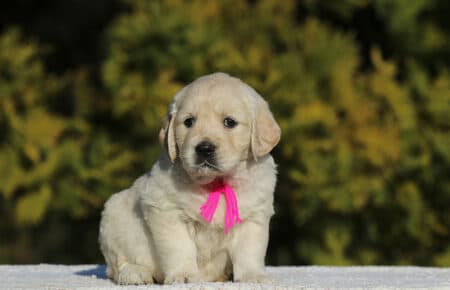 GEMMA CUCCIOLO FEMMINA GOLDEN RETRIEVER SAN NICOLO 6177