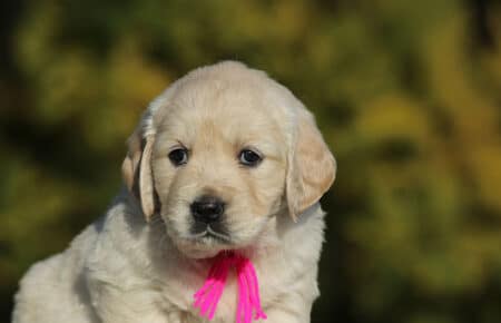 GEMMA CUCCIOLO FEMMINA GOLDEN RETRIEVER SAN NICOLO 6179