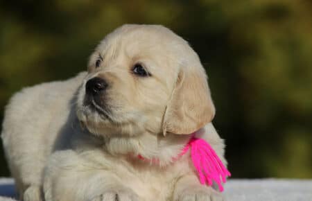 GEMMA CUCCIOLO FEMMINA GOLDEN RETRIEVER SAN NICOLO 6187