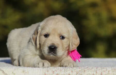 GEMMA CUCCIOLO FEMMINA GOLDEN RETRIEVER SAN NICOLO 6194